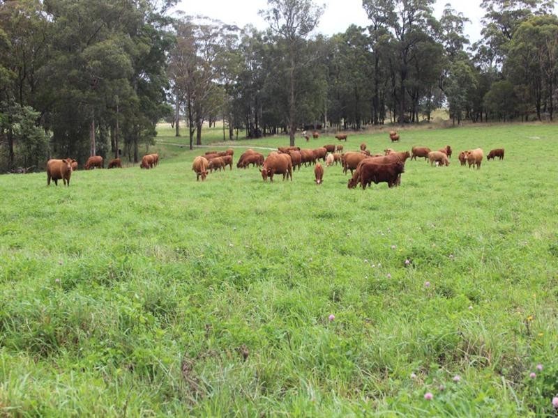 Five Springs Talmoi Road, Tenterfield NSW 2372