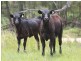 2937 Billirimba Road, Tenterfield NSW 2372
