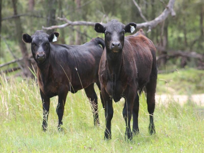 2937 Billirimba Road, Tenterfield NSW 2372