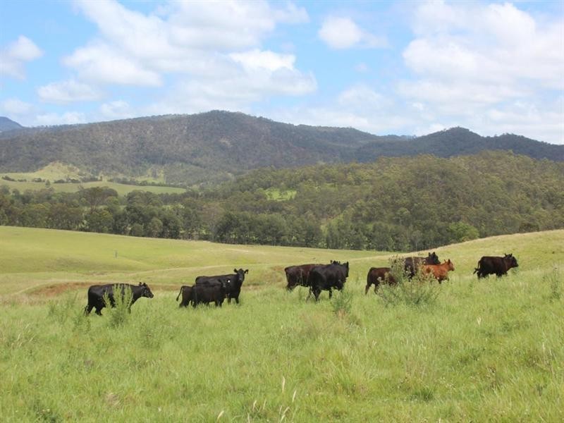 2937 Billirimba Road, Tenterfield NSW 2372