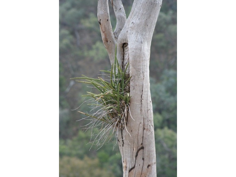 Tenterfield NSW 2372