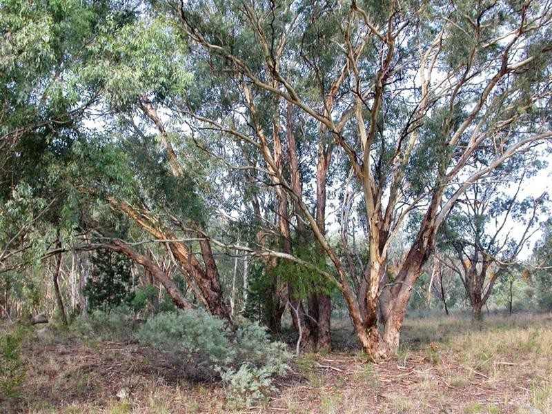 Lot 30 Mole River Road, Tenterfield NSW 2372