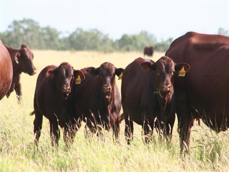 11508 Barwon Highway, Goondiwindi QLD 4390