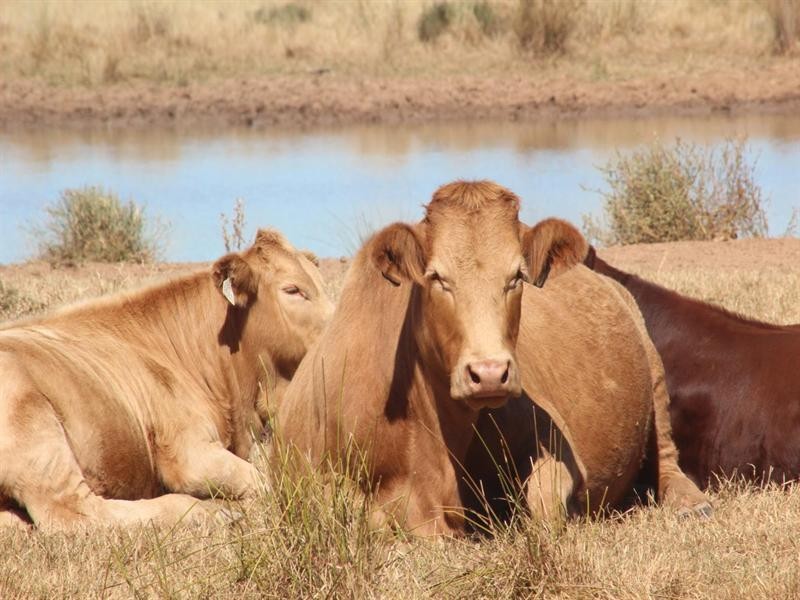 11508 Barwon Highway, Goondiwindi QLD 4390