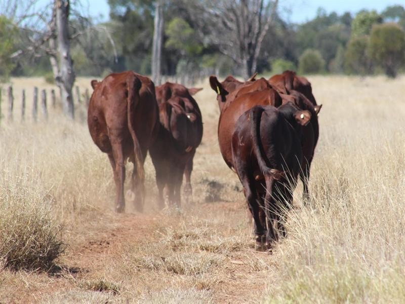 11508 Barwon Highway, Goondiwindi QLD 4390