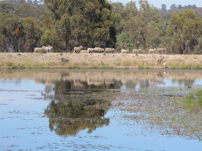 Glenmorangie Bonshaw Road, Strathbogie, Emmaville NSW 2371