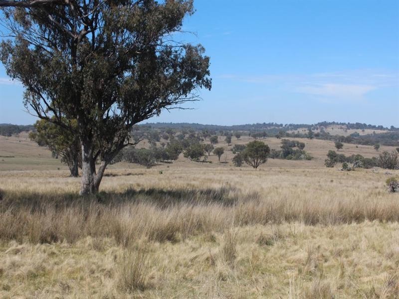 Glenmorangie Bonshaw Road, Strathbogie, Emmaville NSW 2371