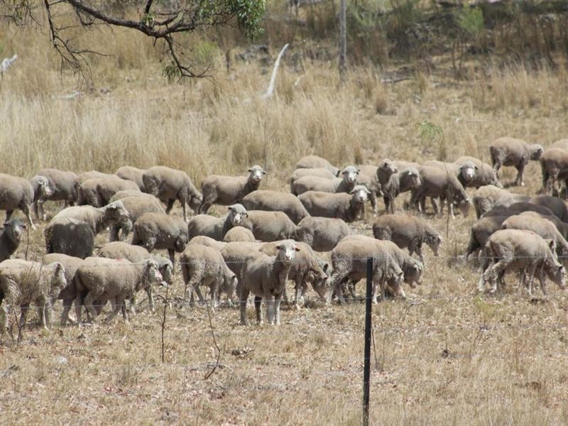 Glenmorangie Bonshaw Road, Strathbogie, Emmaville NSW 2371