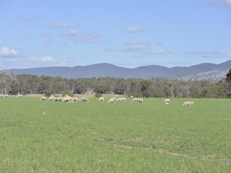 Nukoorapeta Castlerag Road, Deepwater NSW 2371