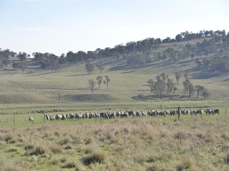 Nukoorapeta Castlerag Road, Deepwater NSW 2371