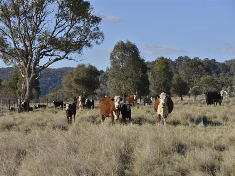 Nukoorapeta Castlerag Road, Deepwater NSW 2371