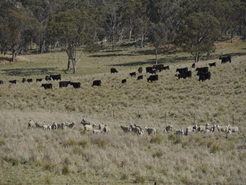 Nukoorapeta Castlerag Road, Deepwater NSW 2371