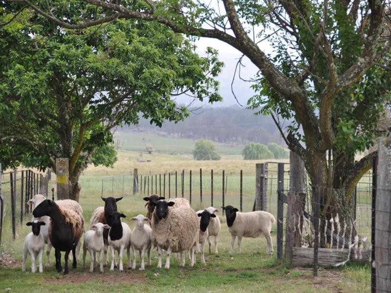 130 Homestead Road, Tenterfield NSW 2372