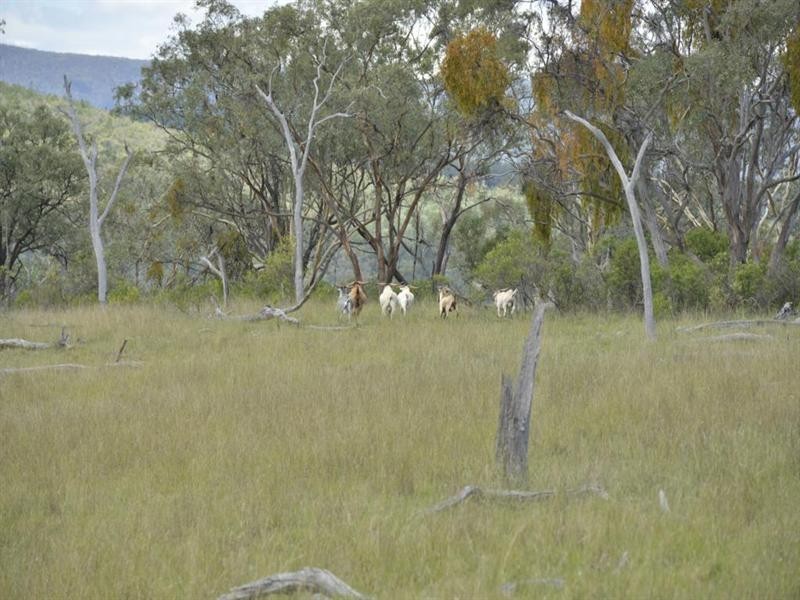 Lots 541 and 543 Bruxner Highway, Tenterfield NSW 2372