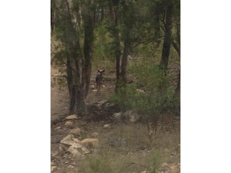 Lots 541 and 543 Bruxner Highway, Tenterfield NSW 2372