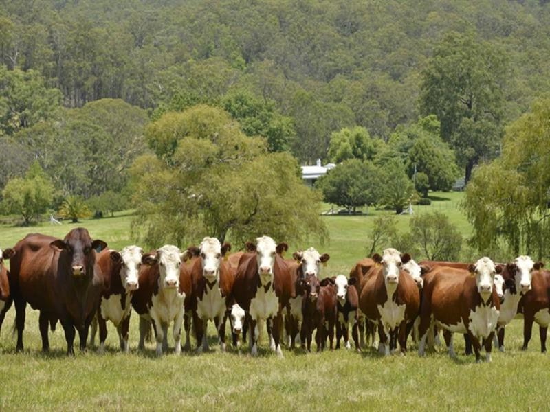 “Oak Hollow” Oak Hollow Road, Drake NSW 2469