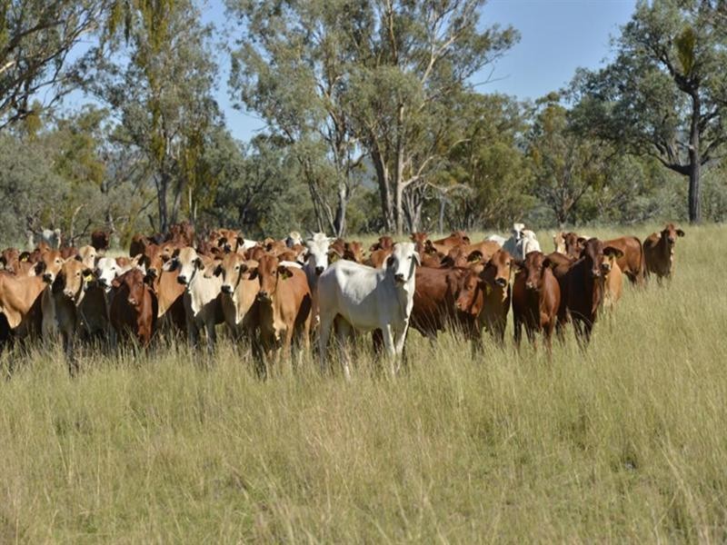 Rosneath Stn Bruxner Highway, Tenterfield NSW 2372