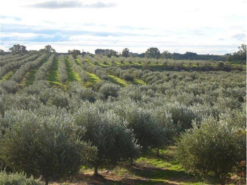 Lot 22 Carter Road (Taylorville), Waikerie SA 5330