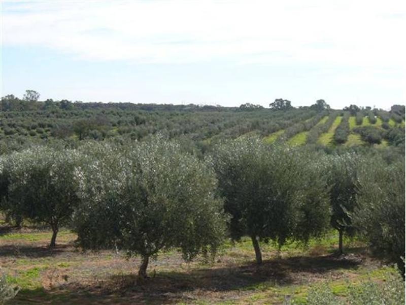 Lot 22 Carter Road (Taylorville), Waikerie SA 5330