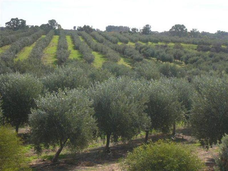 Lot 22 Carter Road (Taylorville), Waikerie SA 5330