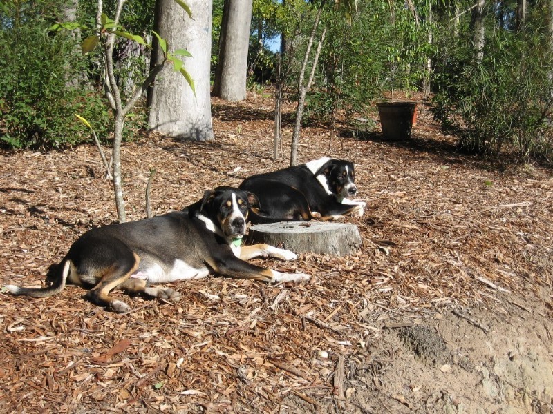 Cooroy QLD 4563
