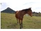 Eumundi QLD 4562
