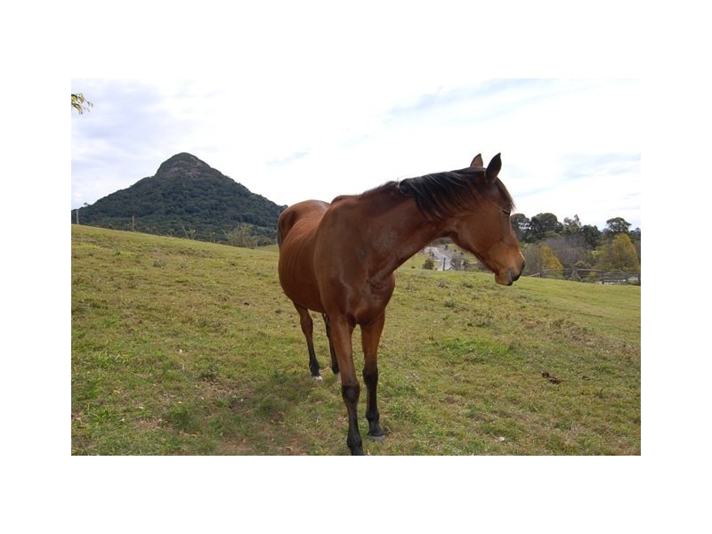 Eumundi QLD 4562