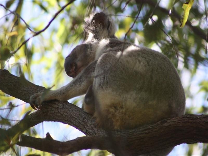 19 Wust Road, Doonan QLD 4562