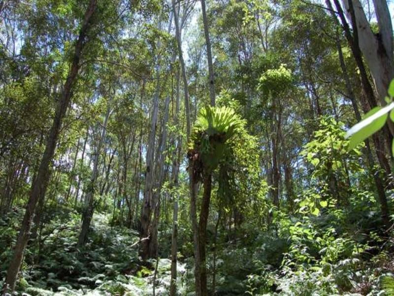 330 Cootharaba Road, Cootharaba QLD 4565