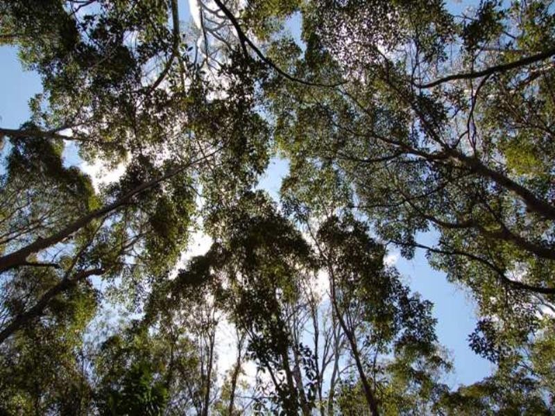 330 Cootharaba Road, Cootharaba QLD 4565