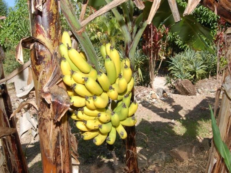 2 Livistona Drive, Doonan QLD 4562