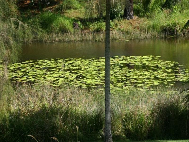 7 Pine Tree Drive, Cooroy QLD 4563