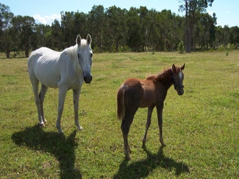 11 Jirrima Crescent, Cooroibah QLD 4565