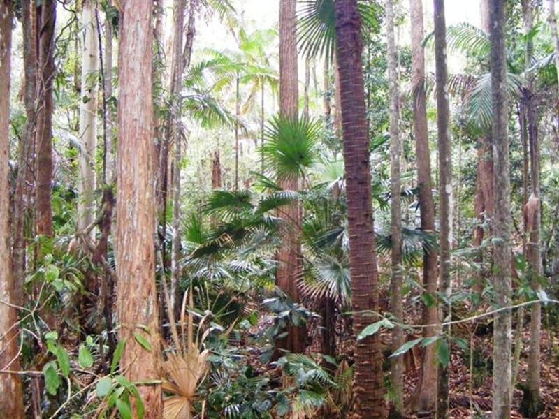 80 Pheasant Lane, Doonan QLD 4562