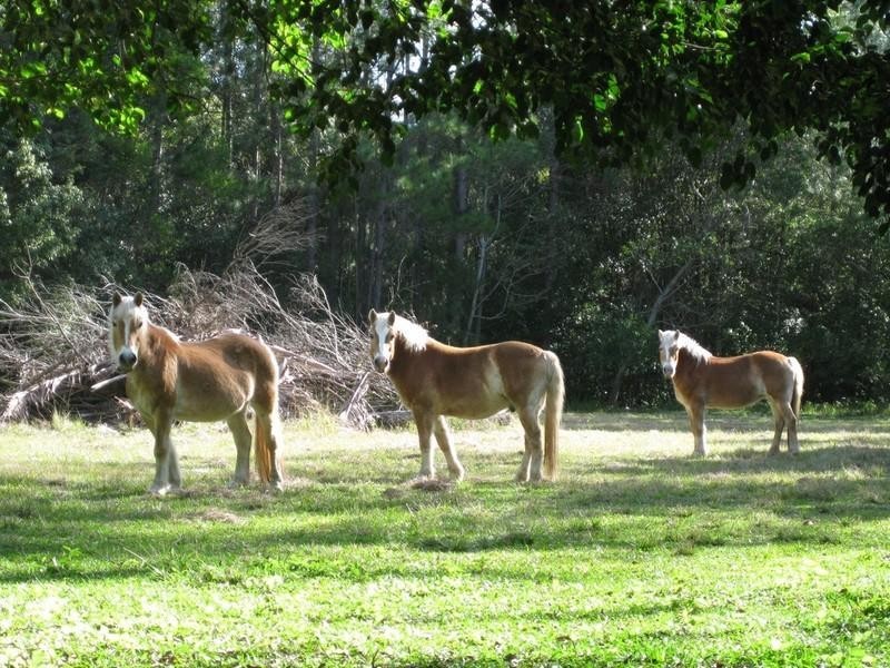 36 Haflinger Road, Yandina QLD 4561