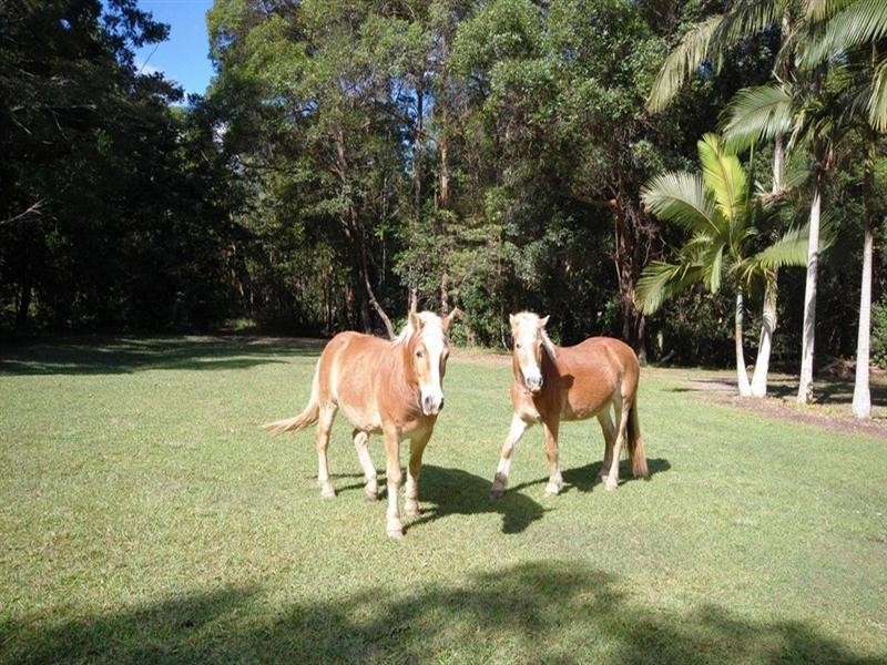 36 Haflinger Road, Yandina QLD 4561