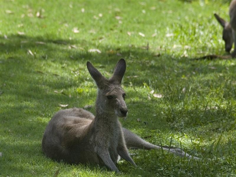 396 Lake Cooroibah Drive, Cooroibah QLD 4565