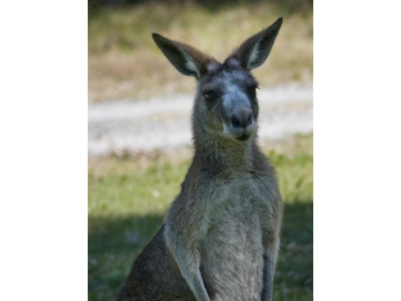 85 Johns Road, Cooroibah QLD 4565