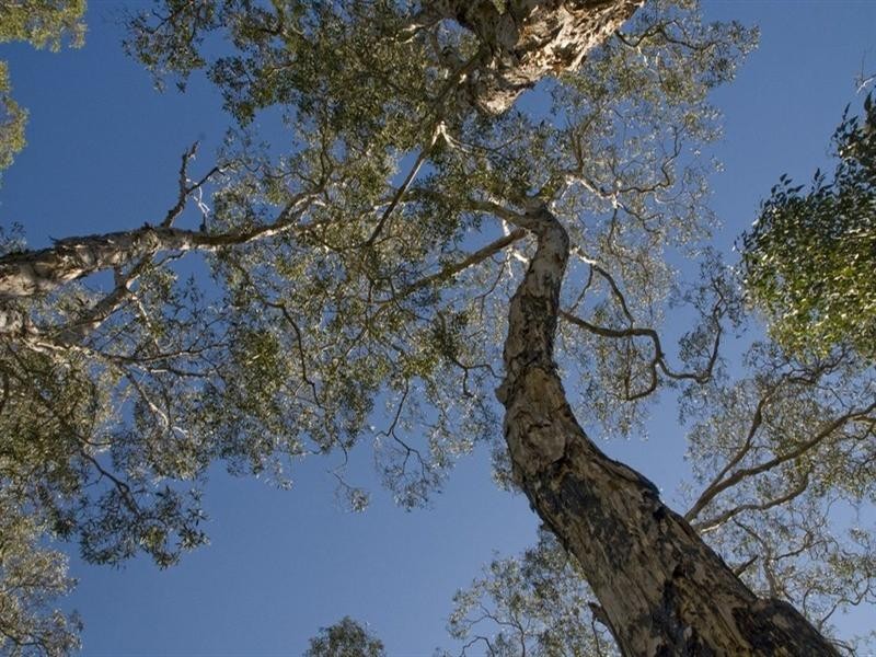 85 Johns Road, Cooroibah QLD 4565