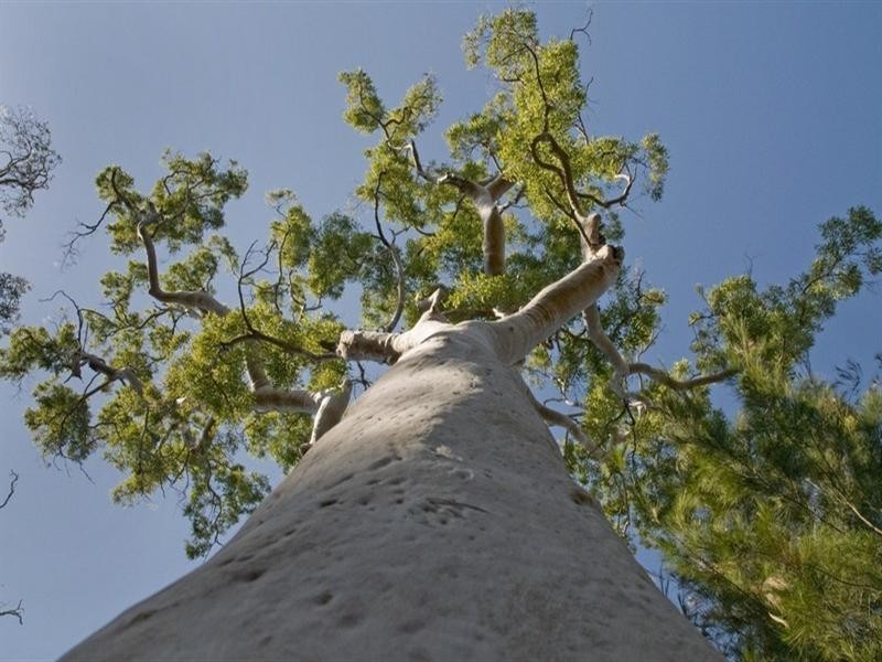 85 Johns Road, Cooroibah QLD 4565