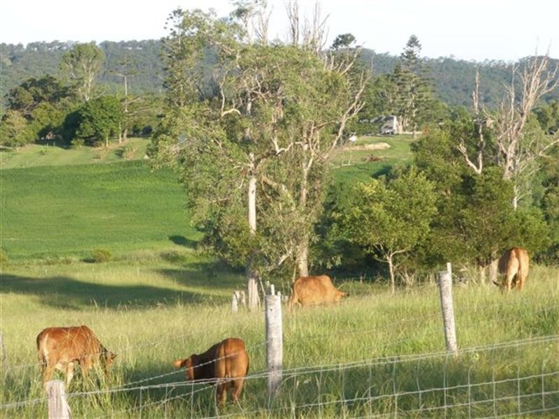 54 Fig Tree Lane, Yandina QLD 4561