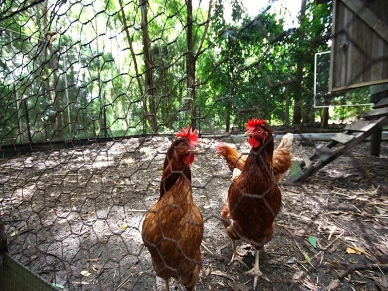 41 Wattlebird Drive, Doonan QLD 4562