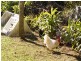 451 Gold Creek Road, Eumundi QLD 4562