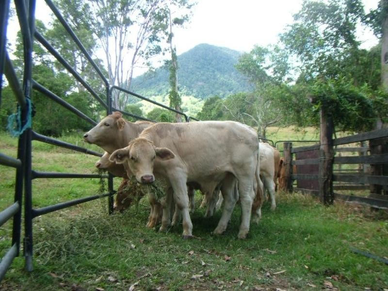 1096 Browns Creek Road, Eumundi QLD 4562