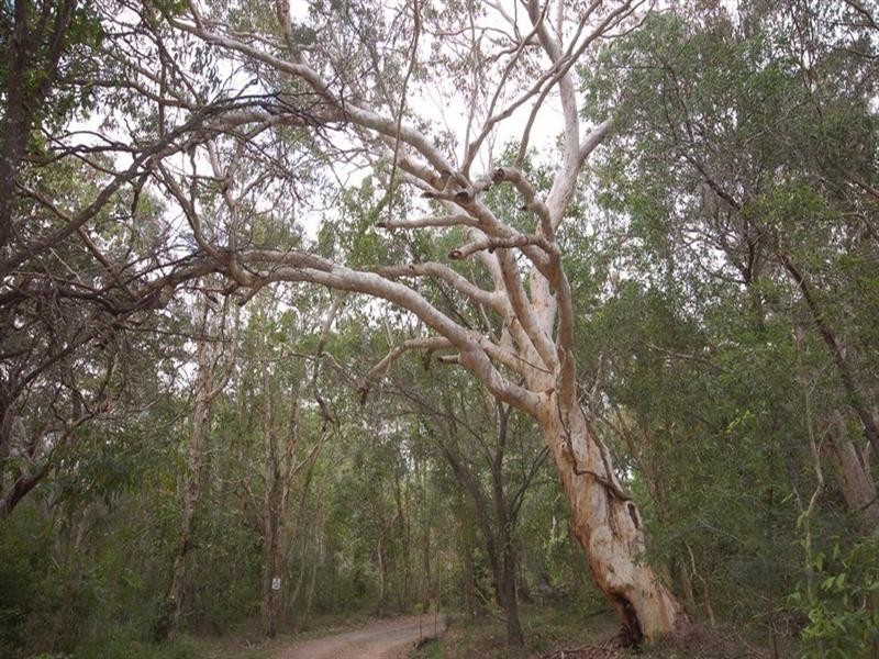 251 Eumarella Road, Weyba Downs QLD 4562