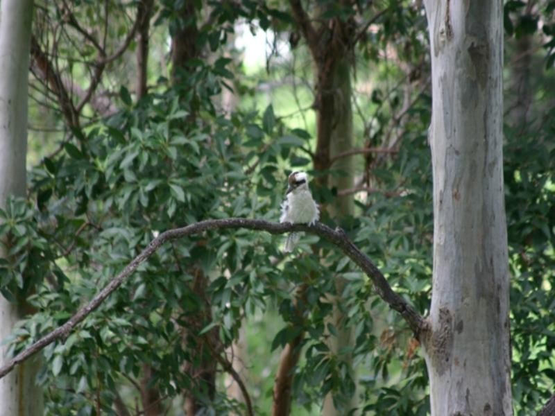 8 Hinterland Close, Tinbeerwah QLD 4563