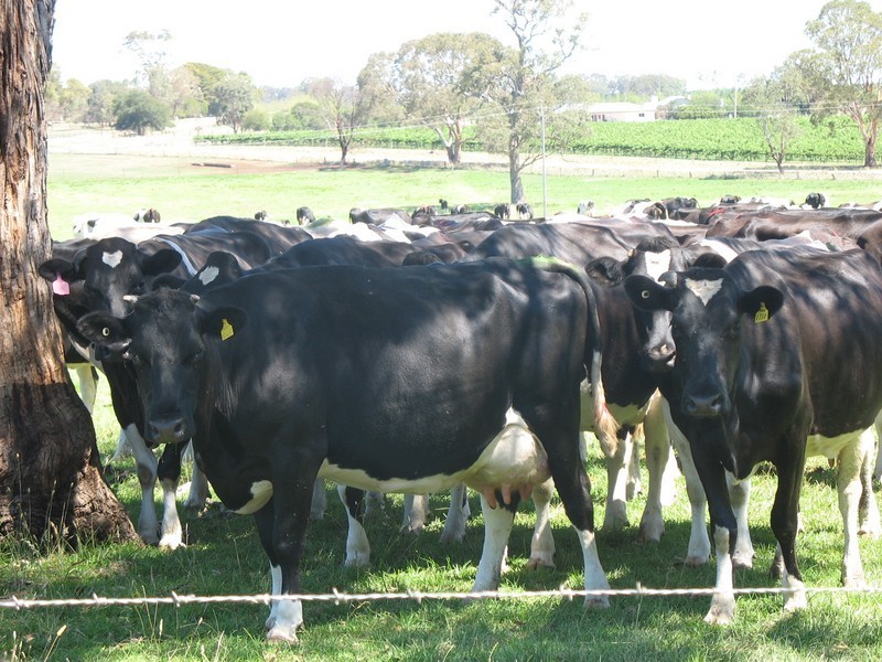 Sec 345 Of Comaun, Naracoorte SA 5271