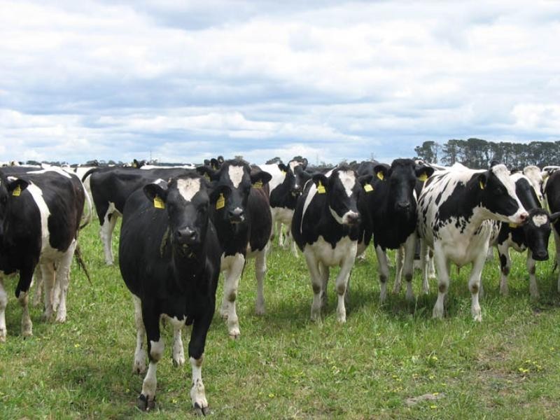 Meldana Dairy, Mingbool SA 5291