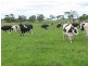 Meldana Dairy, Mingbool SA 5291