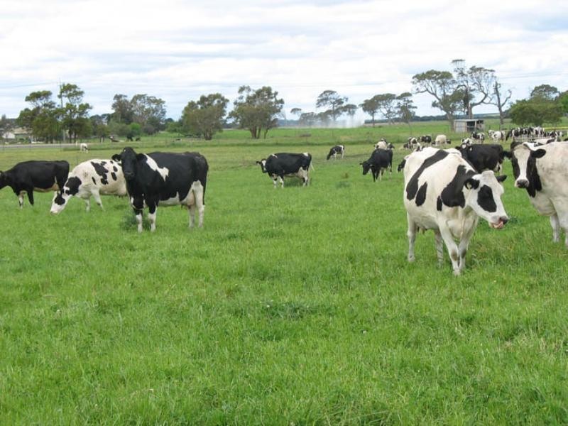 Meldana Dairy, Mingbool SA 5291